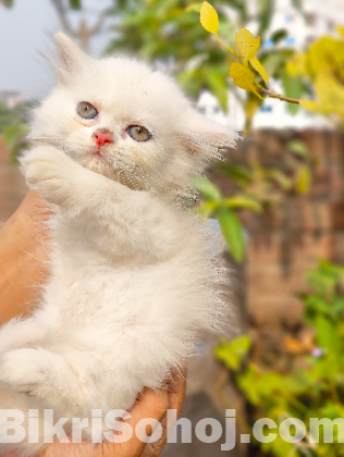 Traditional Persian Cat